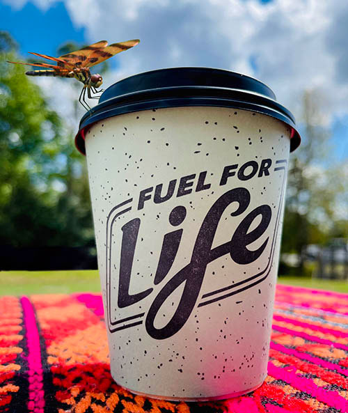  - coffeedragonflycfc_w.jpg